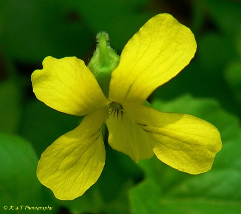 {Viola pubescens}